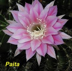 EP-H. Paita.4.2.jpg 